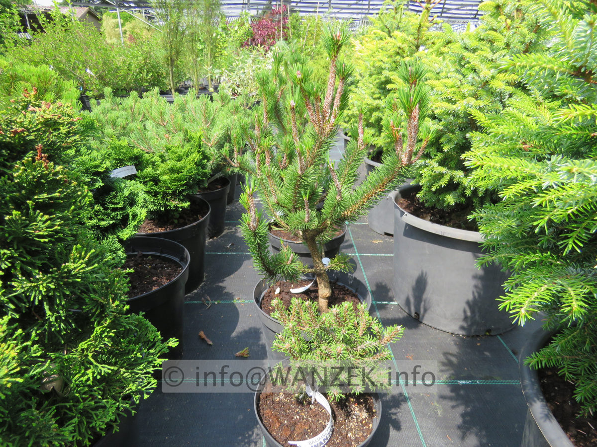 Pinus contorta Spaan's Dwarf 02+01.JPG